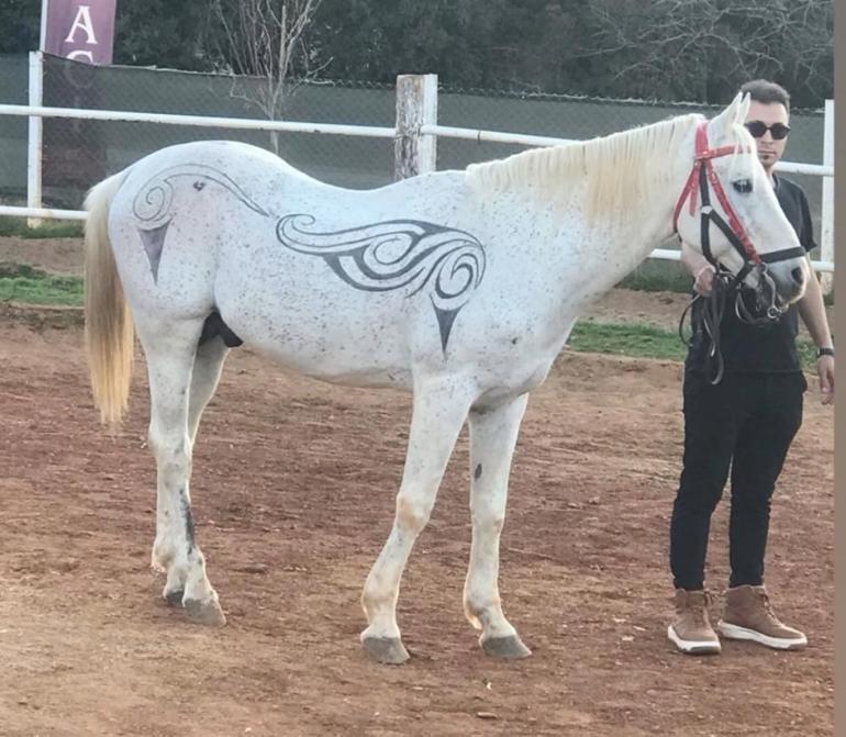 Türkiyede bir ilk Denizlili kuaför sosyal medyadan esinlenerek at üzerine sanat eseri ortaya çıkardı