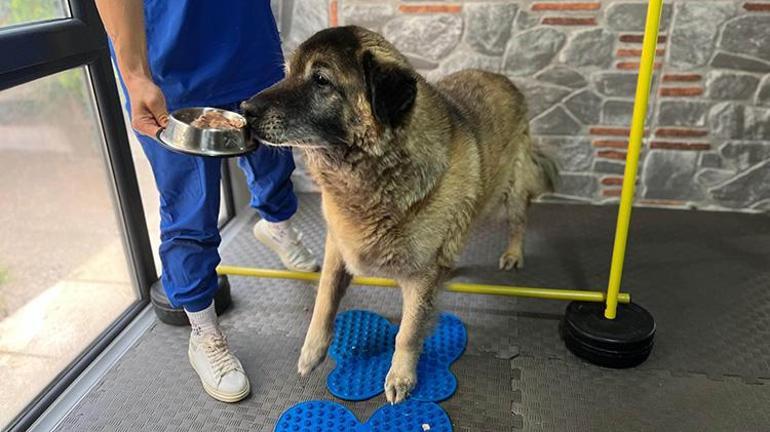 3 ayda 10 kilo veren obez köpek Duman, yeni yuvasını arıyor