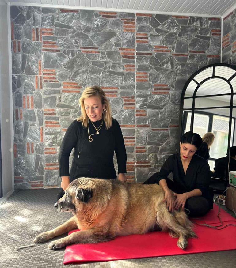 3 ayda 10 kilo veren obez köpek Duman, yeni yuvasını arıyor