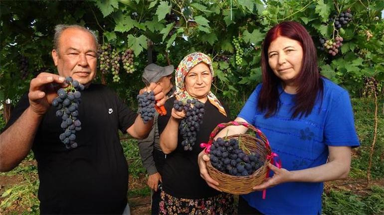 Mersinde ilk hasat başladı Siyah inci yüz güldürdü Üretici kilosunu 250 TLden satıyor