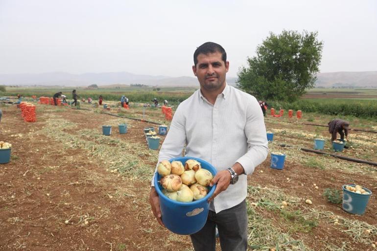 Sofraların vazgeçilmezinde hasat başladı Tarlada 7 lira markette 30 lira