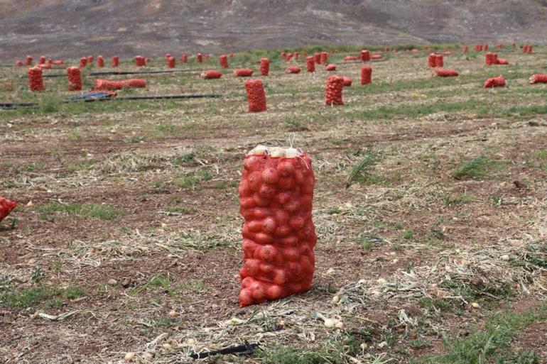 Sofraların vazgeçilmezinde hasat başladı Tarlada 7 lira markette 30 lira