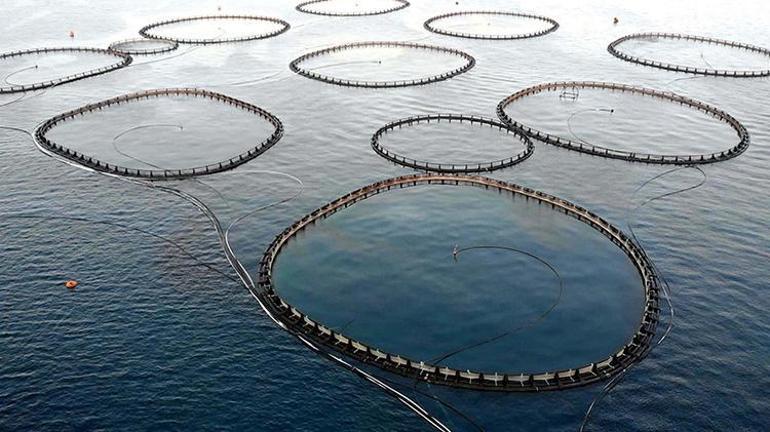 Prof. Dr. Dinçer: Kültür balıkları en güvenilir gıdalar arasında, olumsuz algıların ortadan kaldırılması gerekiyor