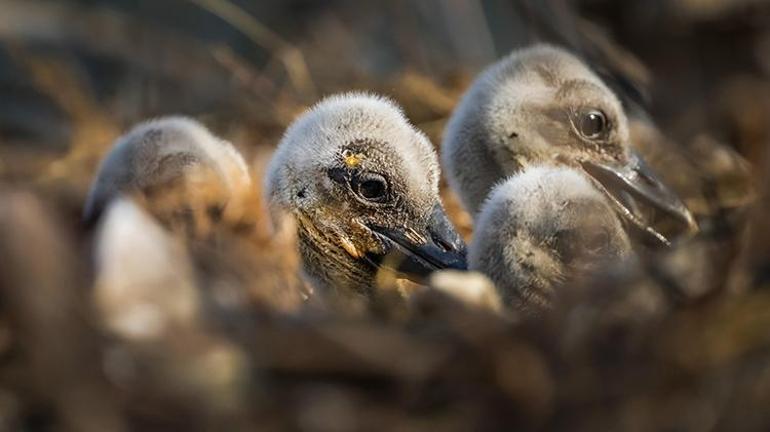 Yaren leyleğin 4 yavrusu oldu Yavrular kendini göstermeye başladı