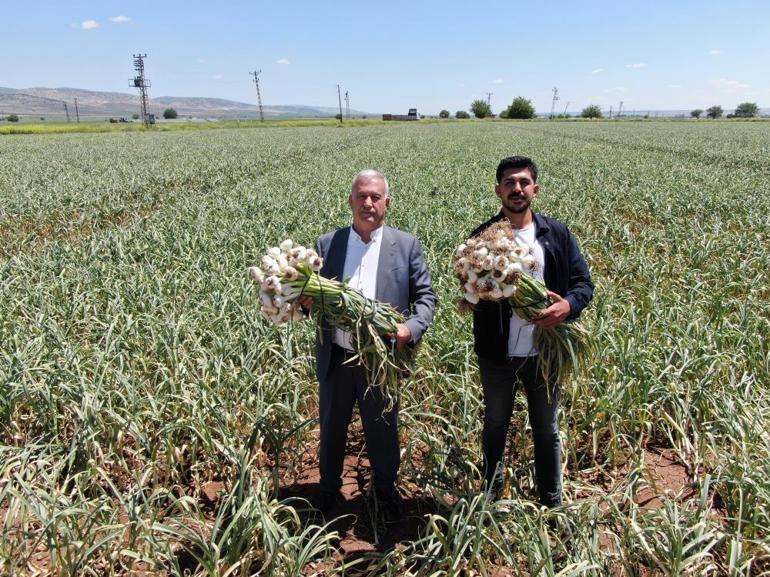 Türkiyede üretiminin yüzde 22si buradan karşılanıyor Yemeklerin vazgeçilmezi, geçen yıl 60 liraydı bu yıl 100 lira oldu