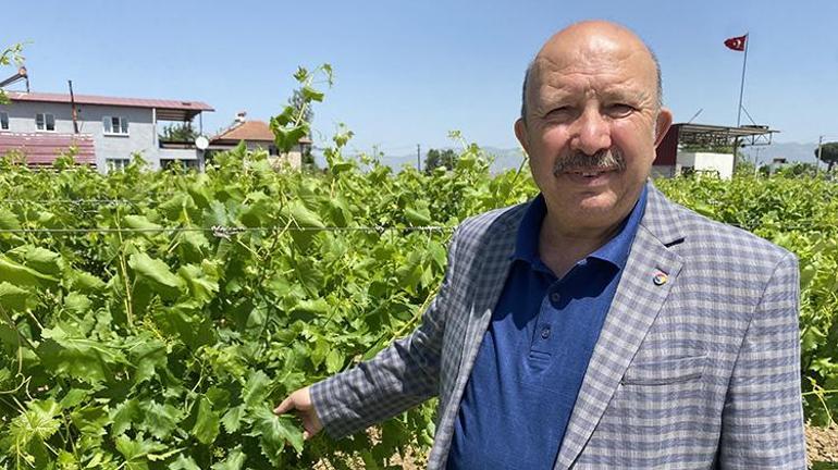 Manisada hasat başladı Kilosu 70 TL, yaprağı meyvesinden daha kârlı