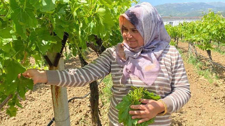 Manisada hasat başladı Kilosu 70 TL, yaprağı meyvesinden daha kârlı