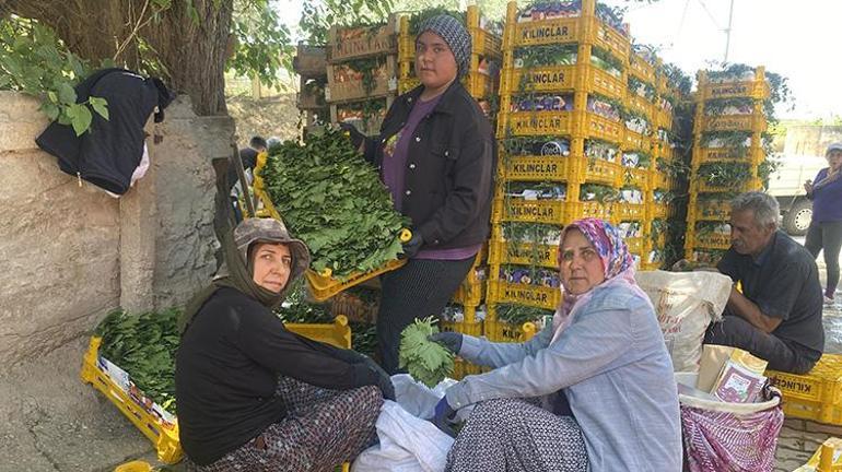 Manisada hasat başladı Kilosu 70 TL, yaprağı meyvesinden daha kârlı