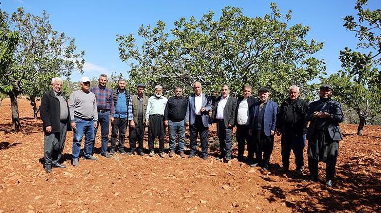 Güneydoğuda Antep fıstığını don vurdu Etkisi 3 yıl sürecek