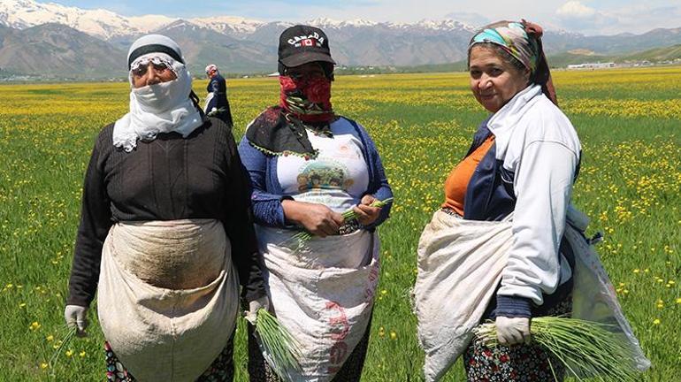 Hakkariye bahar geldi Kadınlar ovaya çıkıp pancar otu toplamaya başladı
