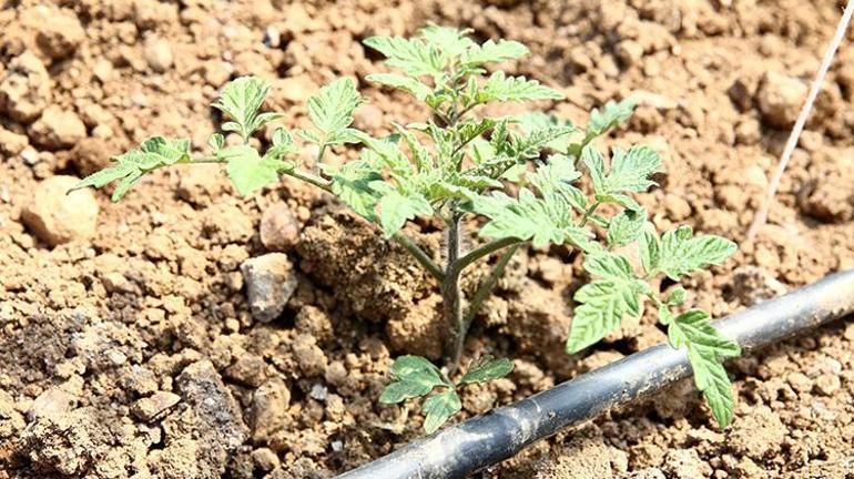 Bir damla yağmur suyu boşa akmıyor Seracılara devlet desteğiyle depo kuruldu
