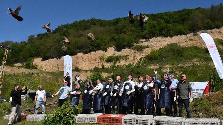 Fındığın baş düşmanıyla mücadele için Orduda yüzlerce sülün doğaya bırakıldı