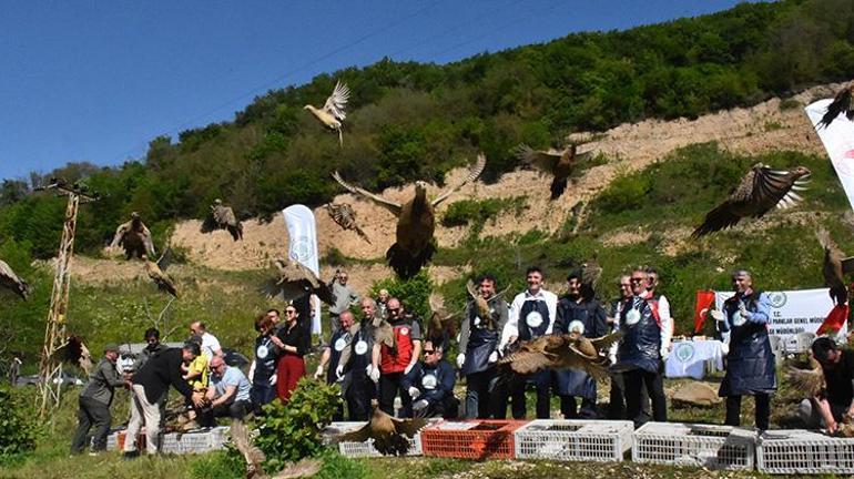 Fındığın baş düşmanıyla mücadele için Orduda yüzlerce sülün doğaya bırakıldı