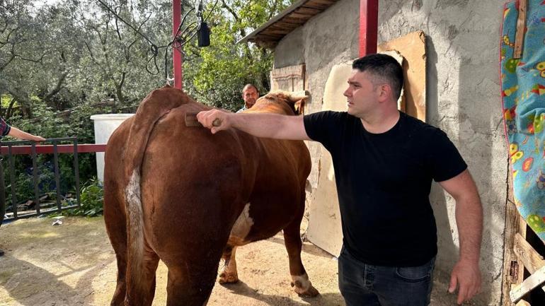 Kurban Bayramına sayılı günler kaldı 1 ton 200 kiloluk Paşa alıcısını bekliyor
