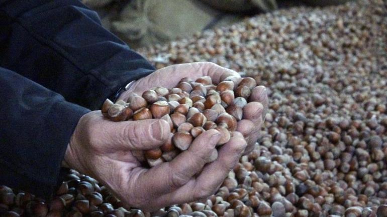 Anavatanı Türkiye, dünyadaki üretimin yüzde 68ini karşılıyoruz Fiyatlar 220 liradan 180 liraya düştü