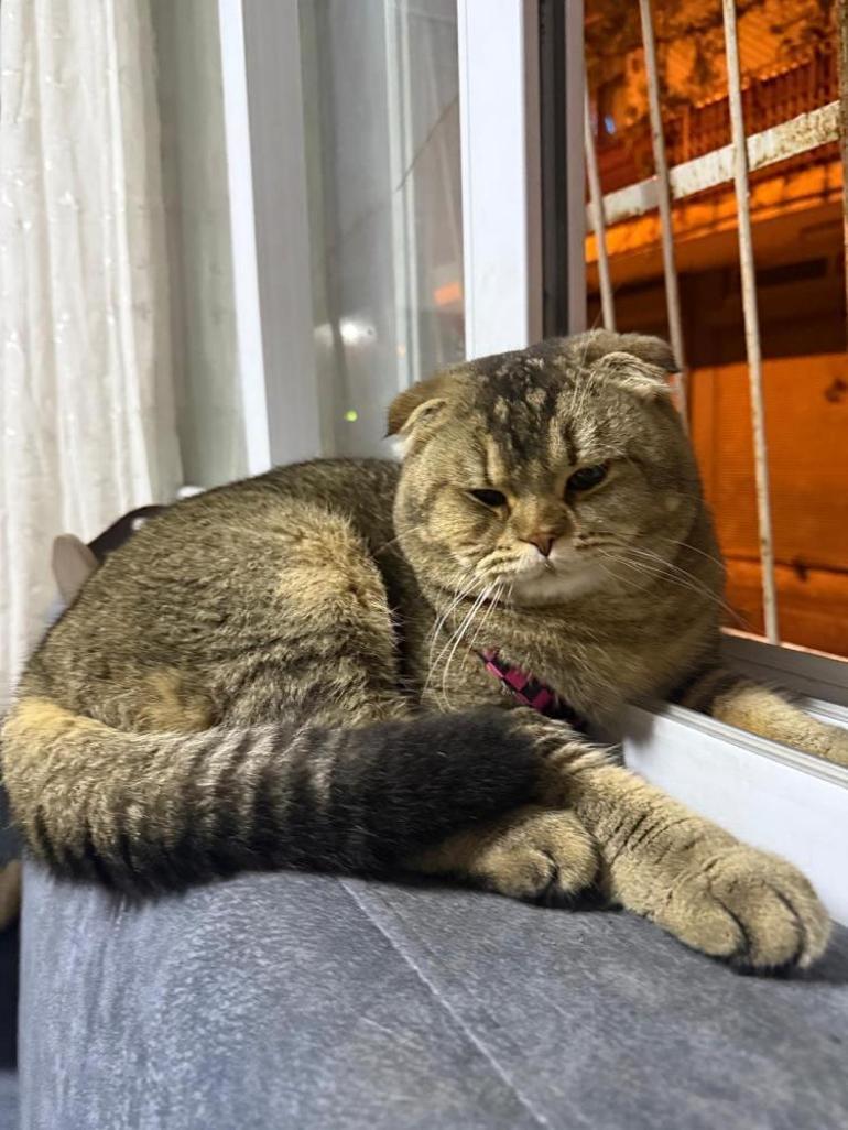 Adanada kedi krizi 3 ündür kayıp olan Diablo bulunmazsa evlilik bitecek