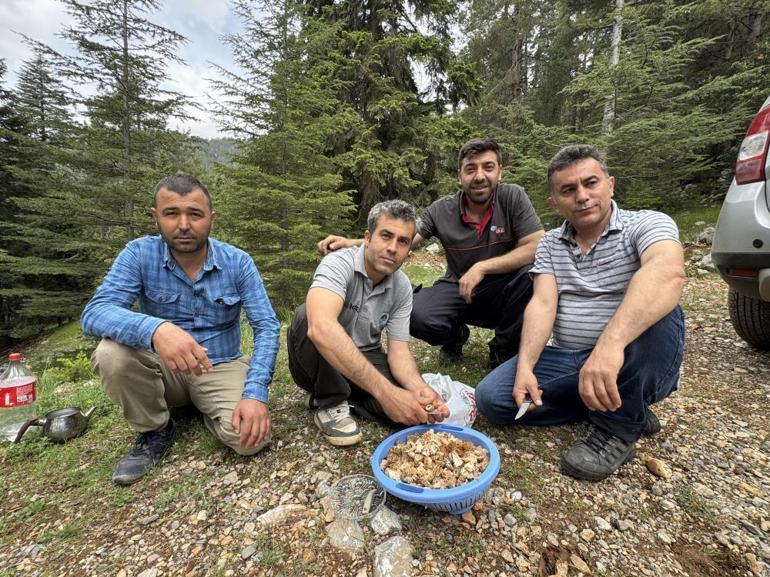 Onu bulan altın bulmuş gibi seviniyor Kilosu 1000 lira, nasıl bulunacağının tarifi de var
