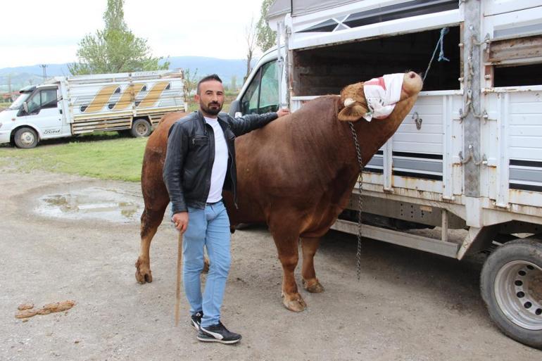 Kurbanlar pazara girdi Fiyatlar belli oldu