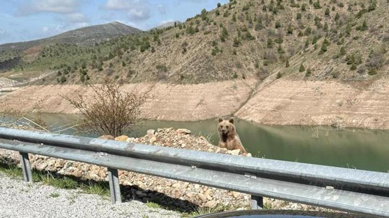 Sivaslı vatandaşın ayıyı görüntüleme macerası istediği gibi bitmedi