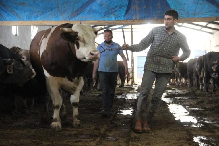 Kurban Bayramı yaklaşırken piyasalar hareketlendi 1 ton 250 kilogramlık Tosunun fiyatı dudak uçuklatıyor