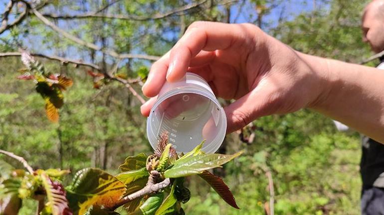 Samsunda üreticileri çileden çıkardı Bakanlık harekete geçti: 2.500 tanesi doğaya salındı