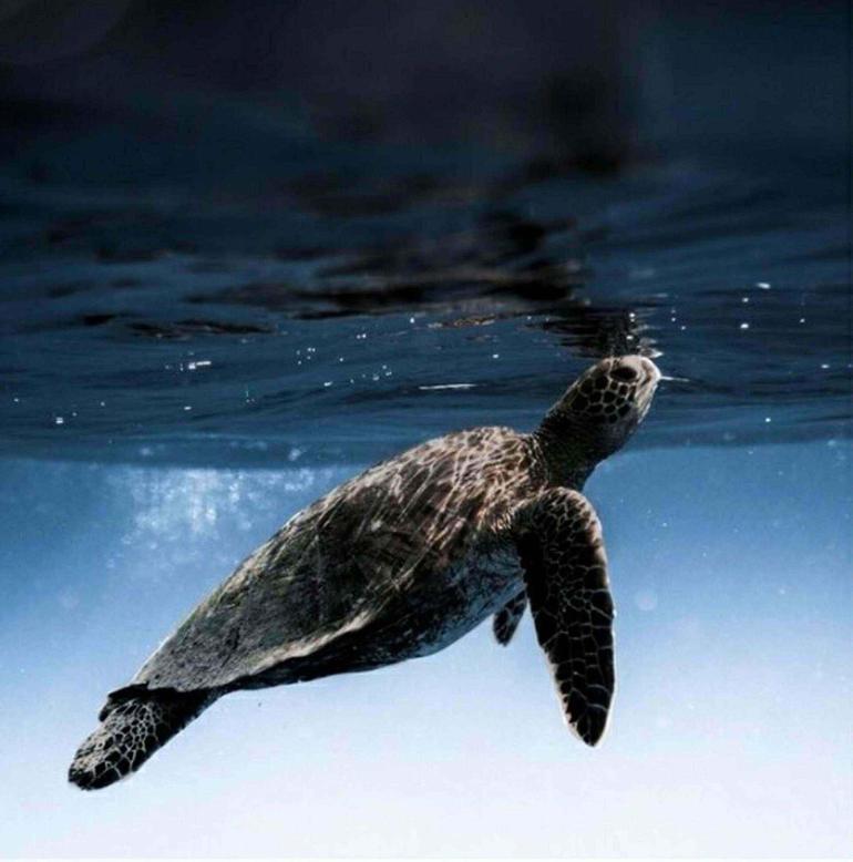Göcek koylarında müzik yasağı Deniz Kaplumbağalarının yaşam alanları korunuyor