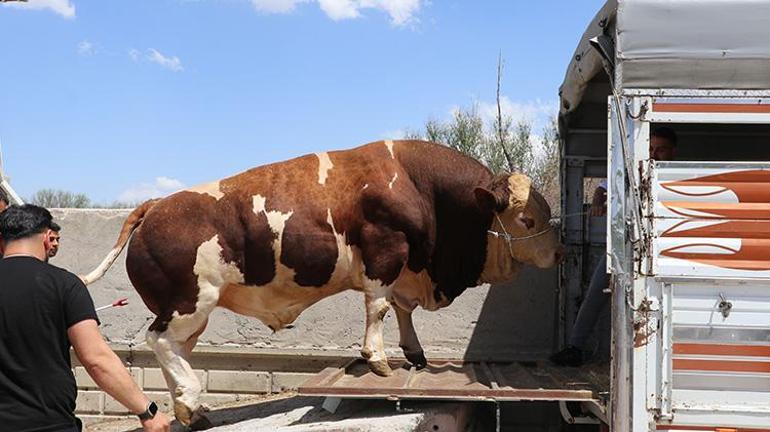 Uzun süren pazarlığın ardından Poyraz rekor fiyata satıldı Paraya kıydı İstanbuldaki çadırında satacak