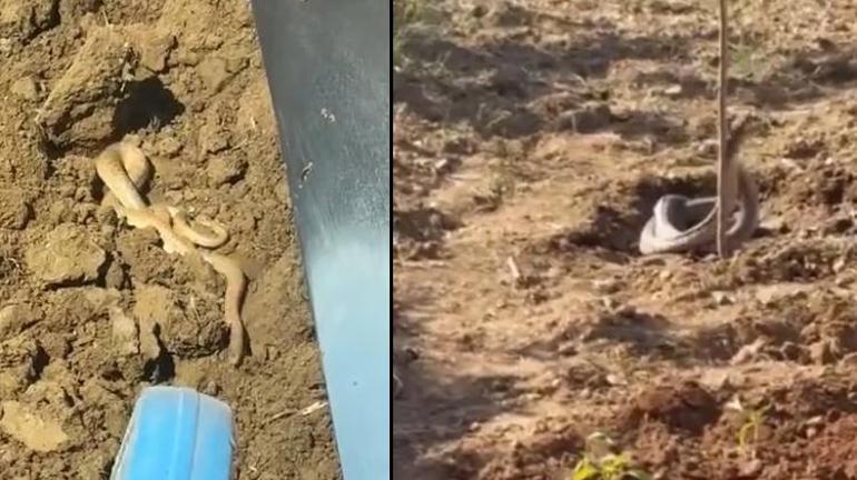 Bir kent diken üstünde Sıcakların artmasıyla ortaya çıktı, yolda, tarlada her yerde görülüyorlar