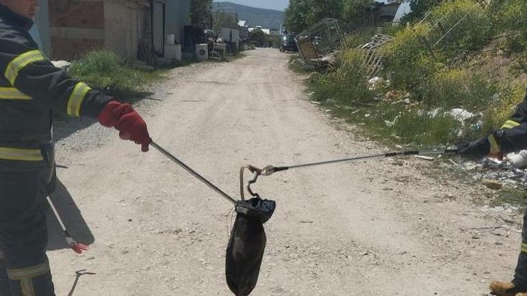 Bir kent diken üstünde Sıcakların artmasıyla ortaya çıktı, yolda, tarlada her yerde görülüyorlar