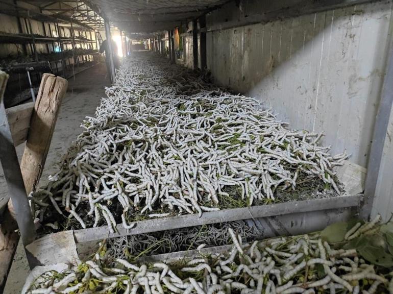 İşi Bursadan Batmana taşıdılar, şimdi paraya para demiyorlar 150 kilodan 150 bin lira gelir elde ediliyor