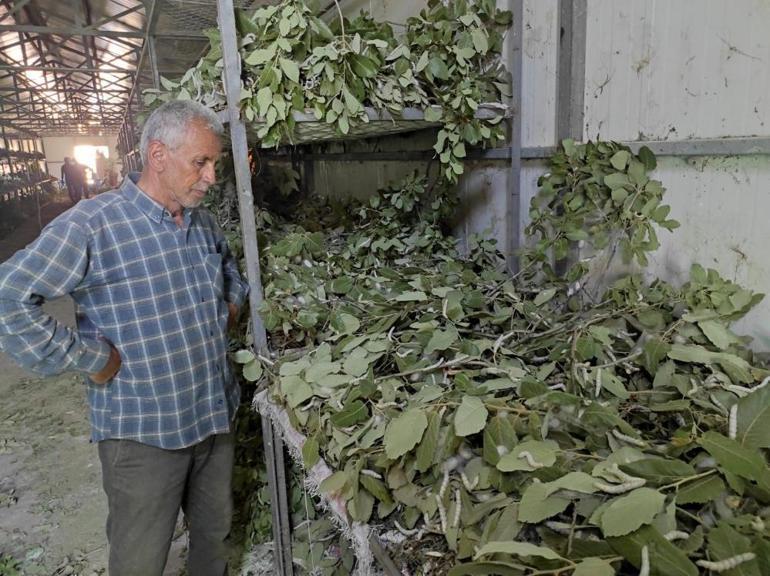 İşi Bursadan Batmana taşıdılar, şimdi paraya para demiyorlar 150 kilodan 150 bin lira gelir elde ediliyor