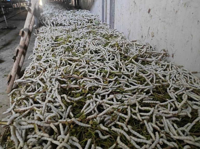 İşi Bursadan Batmana taşıdılar, şimdi paraya para demiyorlar 150 kilodan 150 bin lira gelir elde ediliyor