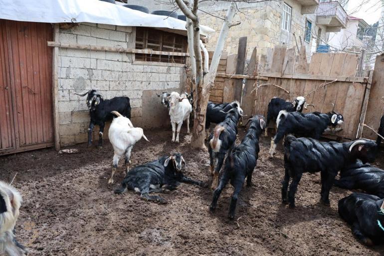 Kahramanmaraşta don ve dolu vuran ceviz bahçeler boş kaldı, çiftçi geçim kaynağını değiştiriyor