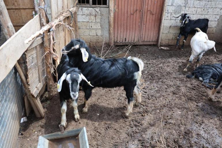 Kahramanmaraşta don ve dolu vuran ceviz bahçeler boş kaldı, çiftçi geçim kaynağını değiştiriyor