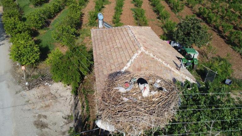 Drone görüntüleri şok etti Leylekler yuvalarını çöplerle kurdu