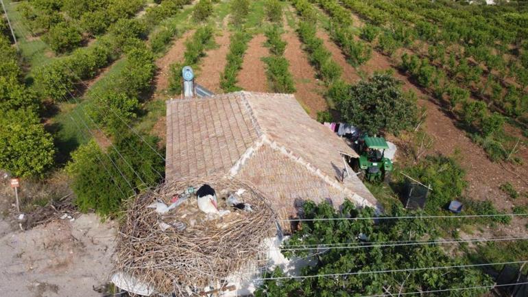 Drone görüntüleri şok etti Leylekler yuvalarını çöplerle kurdu