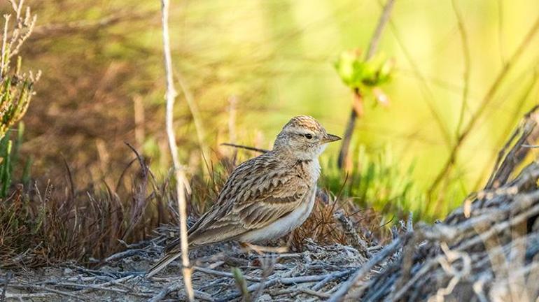 Adana Yumurtalık Lagünü bahar göçüyle kuş cennetine dönüştü