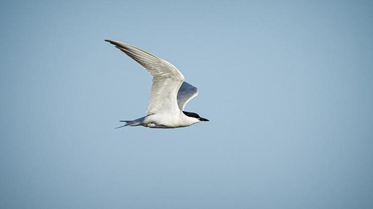 Adana Yumurtalık Lagünü bahar göçüyle kuş cennetine dönüştü