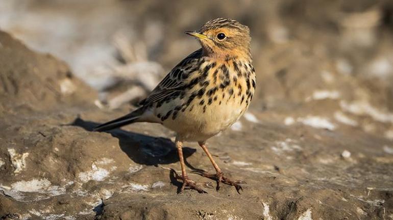 Adana Yumurtalık Lagünü bahar göçüyle kuş cennetine dönüştü