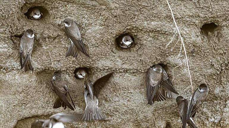 Adana Yumurtalık Lagünü bahar göçüyle kuş cennetine dönüştü