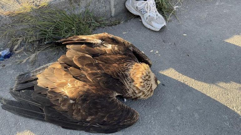 İstanbulda ilginç olay Kartal, kargaların saldırısından kurtarıldı