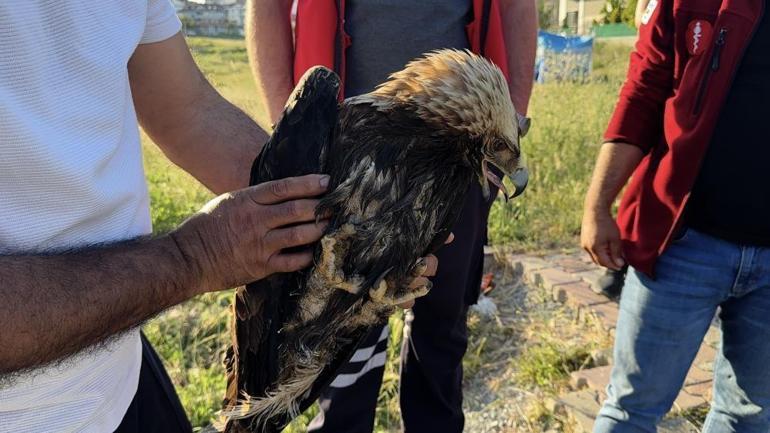 İstanbulda ilginç olay Kartal, kargaların saldırısından kurtarıldı