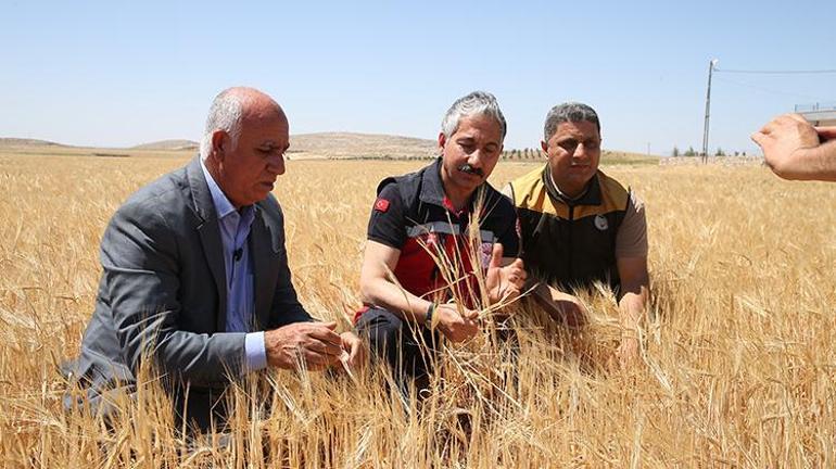 Adıyamanda arpa hasadı başladı Kuraklık rekolteyi düşürdü