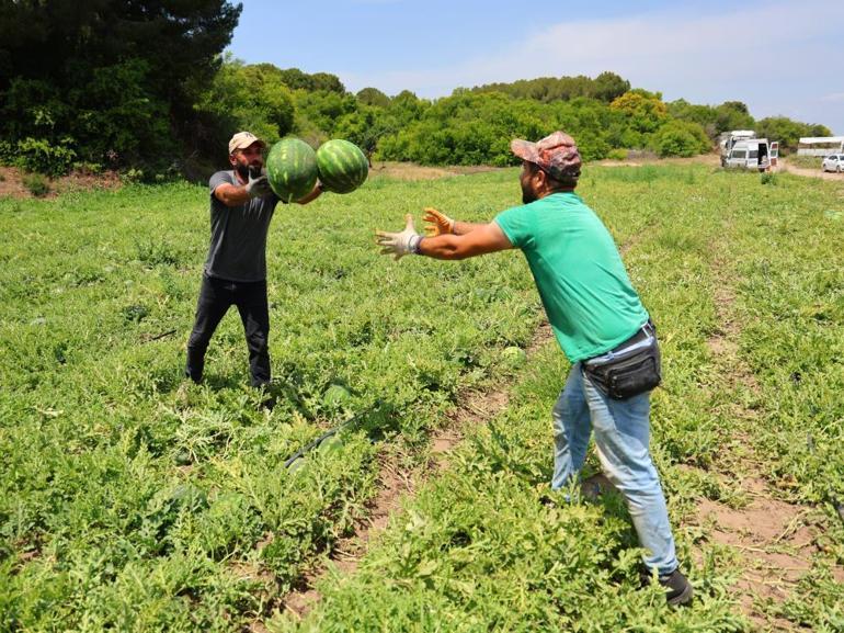 Türkiyenin üretim üssü Adana ihtiyacın yüzde 25ini karşılıyor Üreticiye maliyeti 12 lira satış fiyatı 20 lira