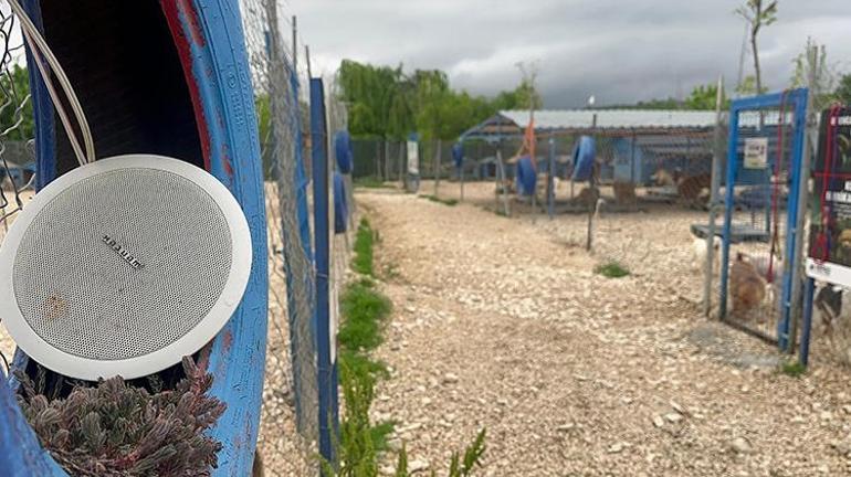 Bursada terkedilmiş hayvanlara müzikli terapi Çalınan müzikler hayvan severleri de rahatlatıyor