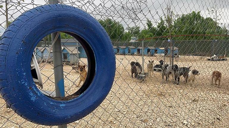 Bursada terkedilmiş hayvanlara müzikli terapi Çalınan müzikler hayvan severleri de rahatlatıyor
