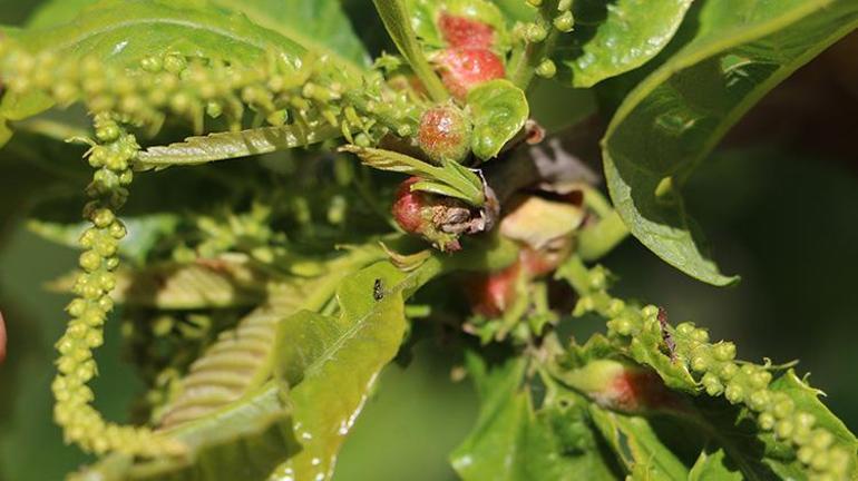 Samsunda gal arısıyla mücadele için kestane ağaçlarına böcek bırakıldı