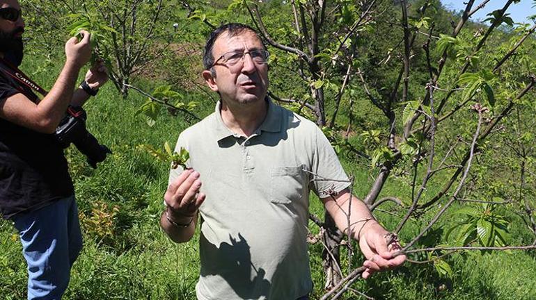 Samsunda gal arısıyla mücadele için kestane ağaçlarına böcek bırakıldı