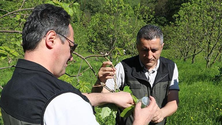 Samsunda gal arısıyla mücadele için kestane ağaçlarına böcek bırakıldı