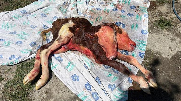 Bartında görenler gözlerine inanamadı Sezaryenle doğan çift başlı buzağı büyük şaşkınlık yarattı